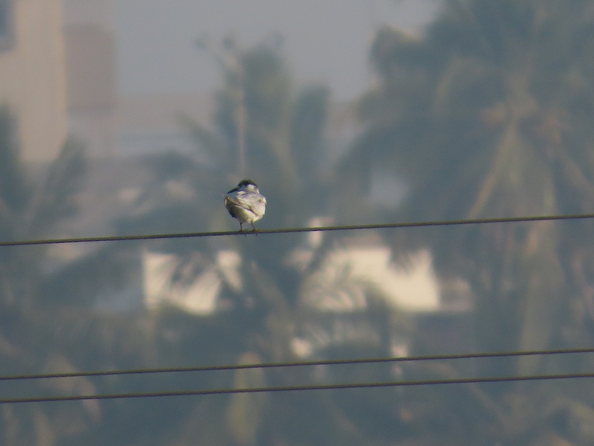 מירומית לבנת-לחי - ML647607967