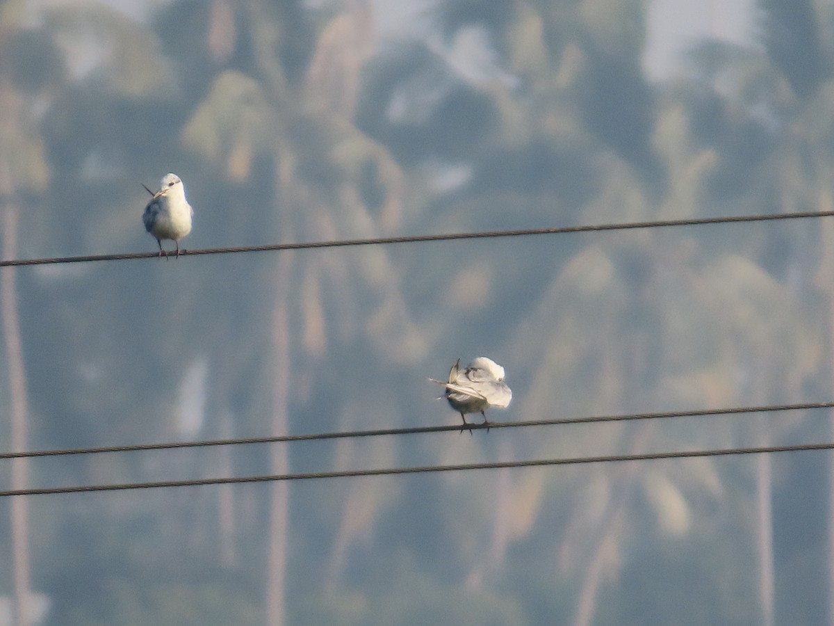 מירומית לבנת-לחי - ML647607968