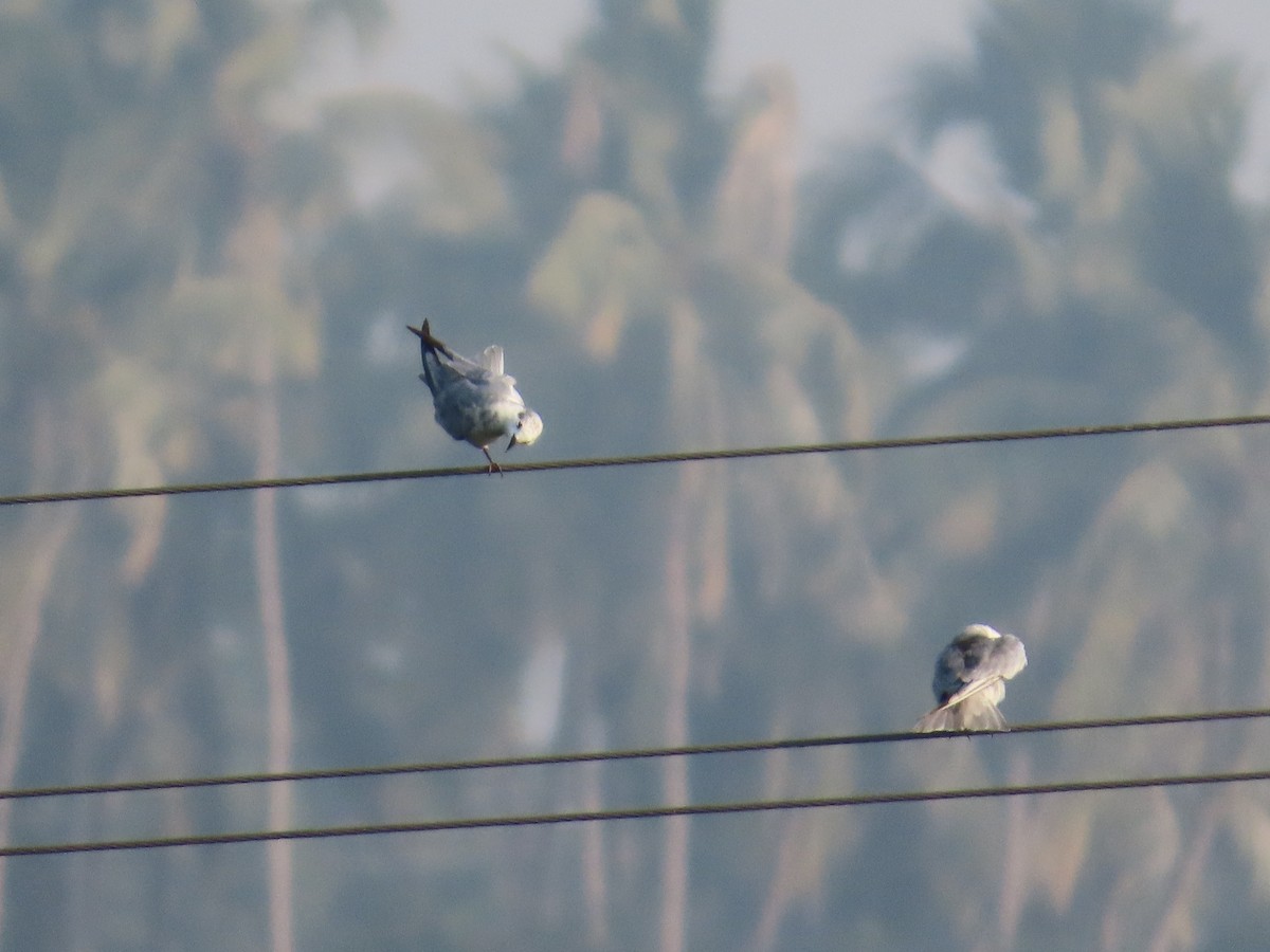 מירומית לבנת-לחי - ML647607969