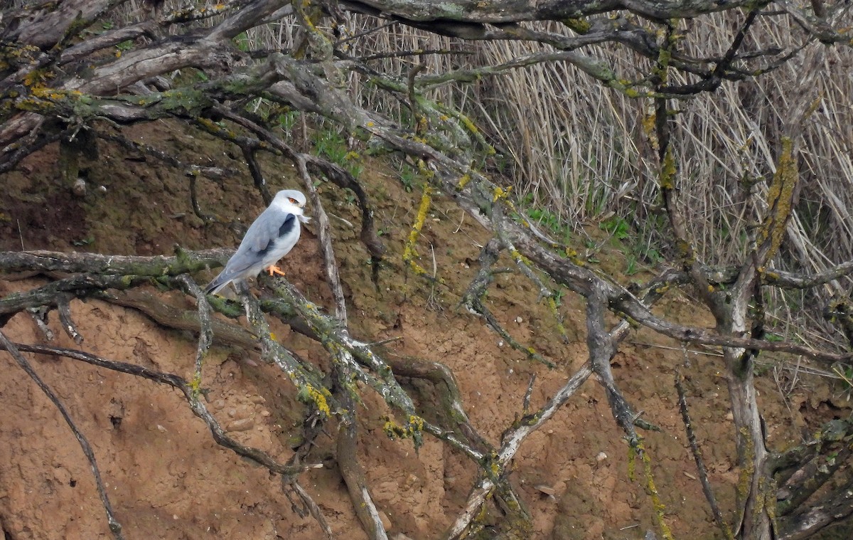 דאה שחורת-כתף - ML647607971