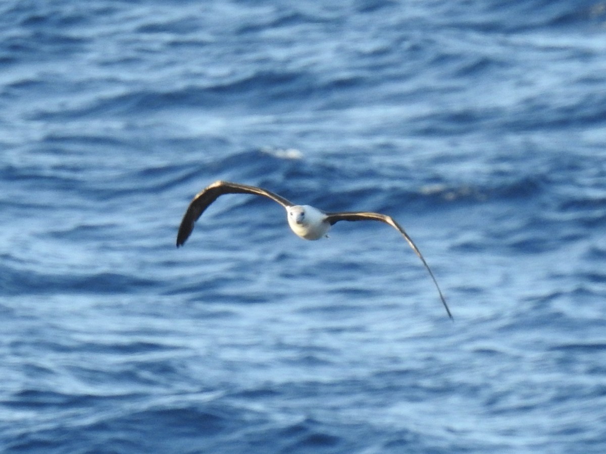 סולה אדומת-רגל - ML647607973