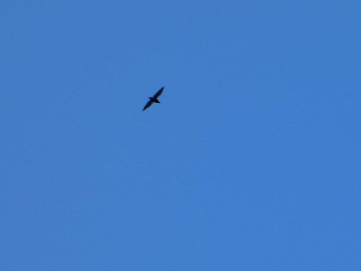 Short-tailed Swift - ML647607974