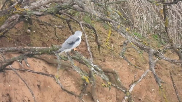דאה שחורת-כתף - ML647607975