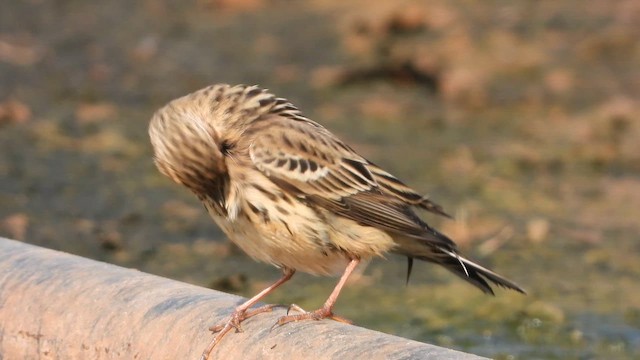 Red-throated Pipit - ML647607984