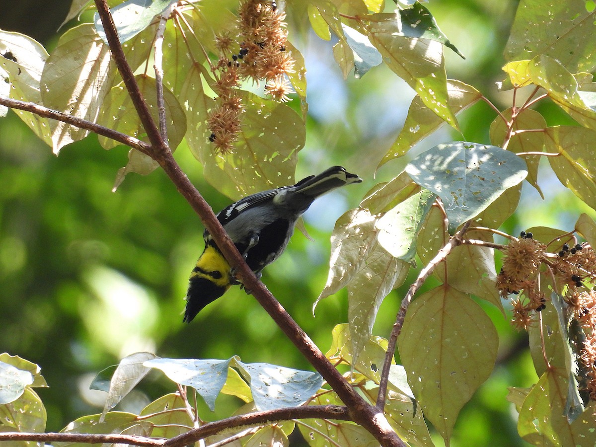 Yellow-cheeked Tit - ML647607993