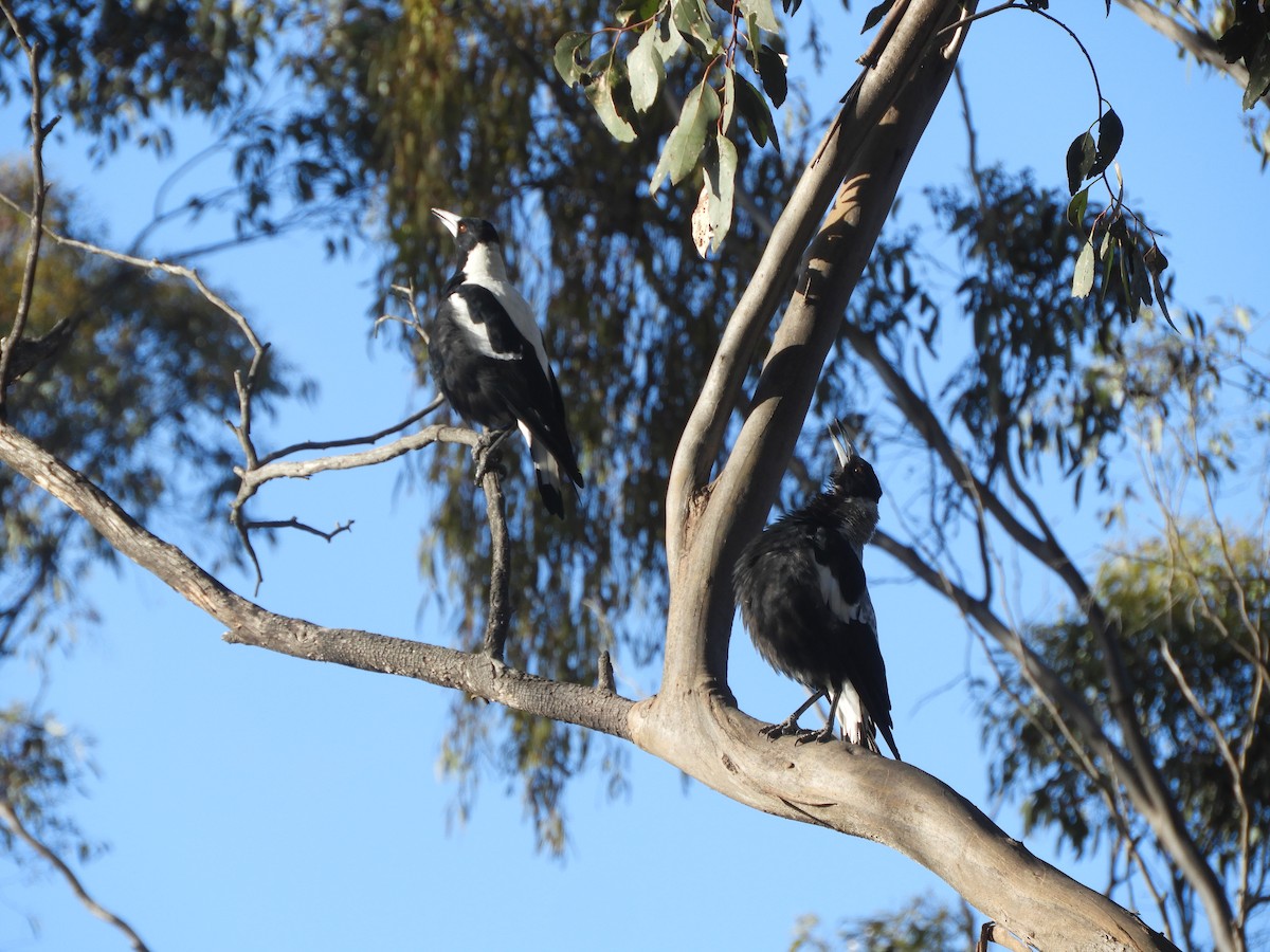Australian Magpie - ML647607999