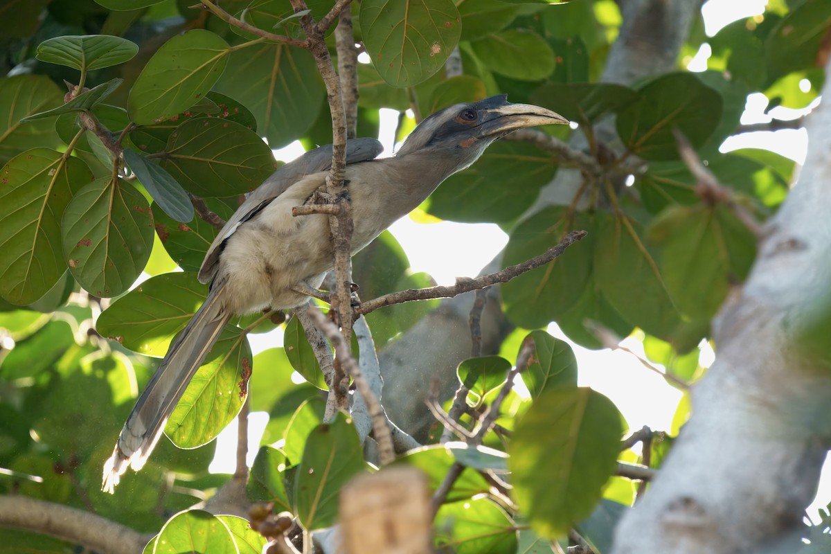 Indian Gray Hornbill - ML647608001