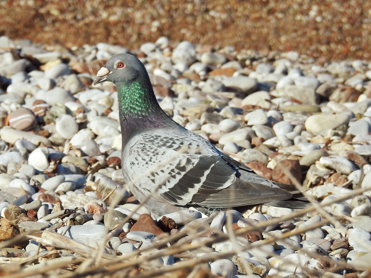 יונת בית - ML647608002