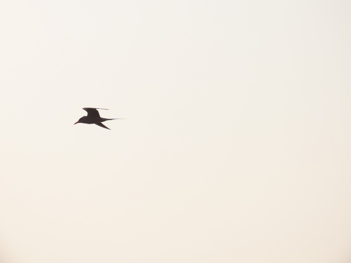 שחפית נהרות - ML647608010