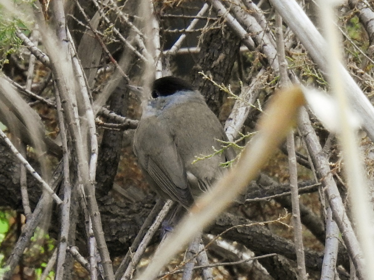 סבכי שחור-כיפה - ML647608011