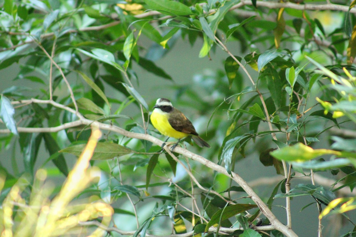 Rusty-margined Flycatcher - ML647608012