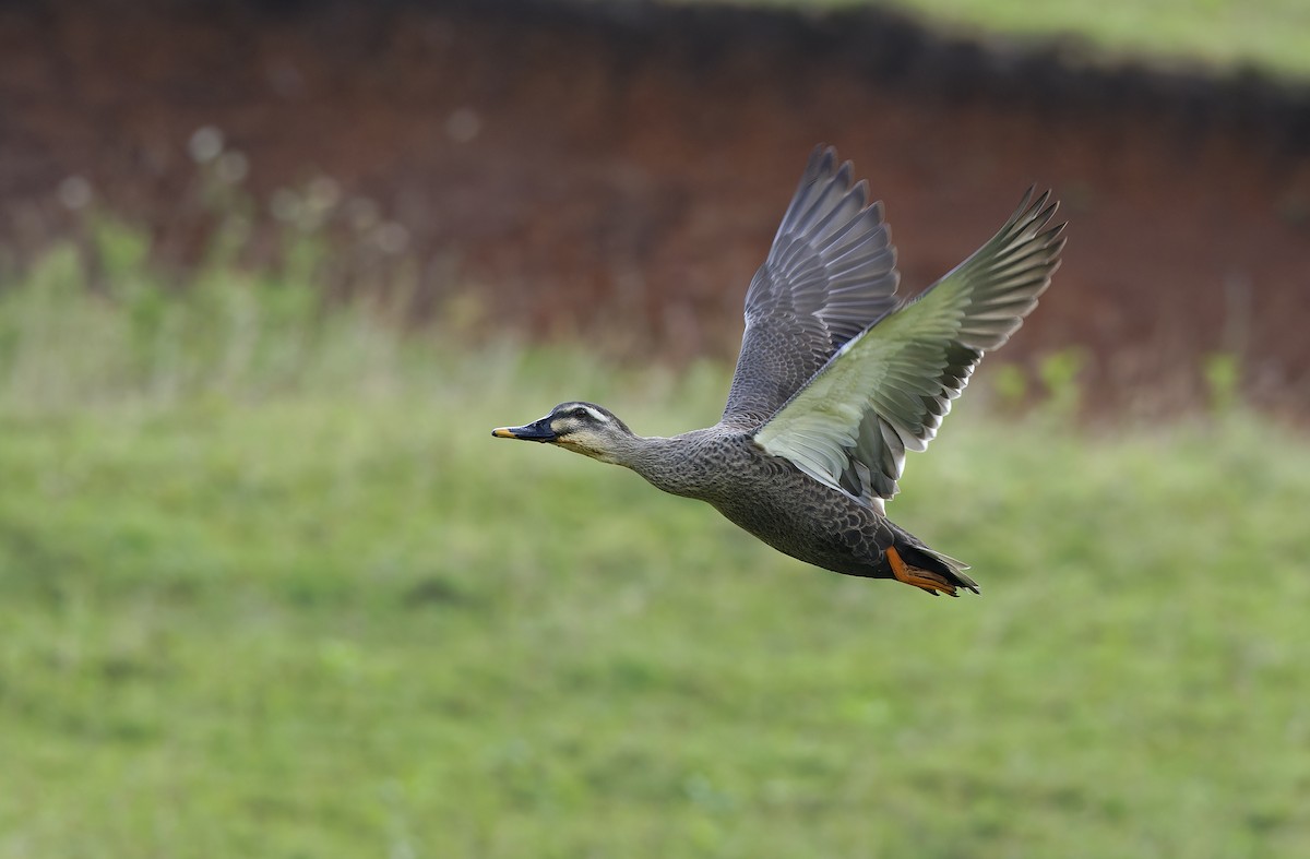 ברווז עקוד-מקור מזרחי - ML647608013