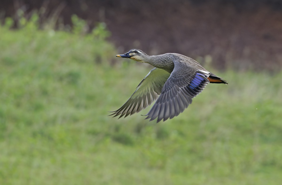 ברווז עקוד-מקור מזרחי - ML647608014