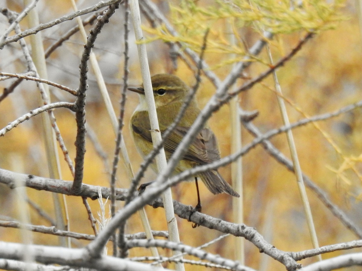 עלווית חורף - ML647608015