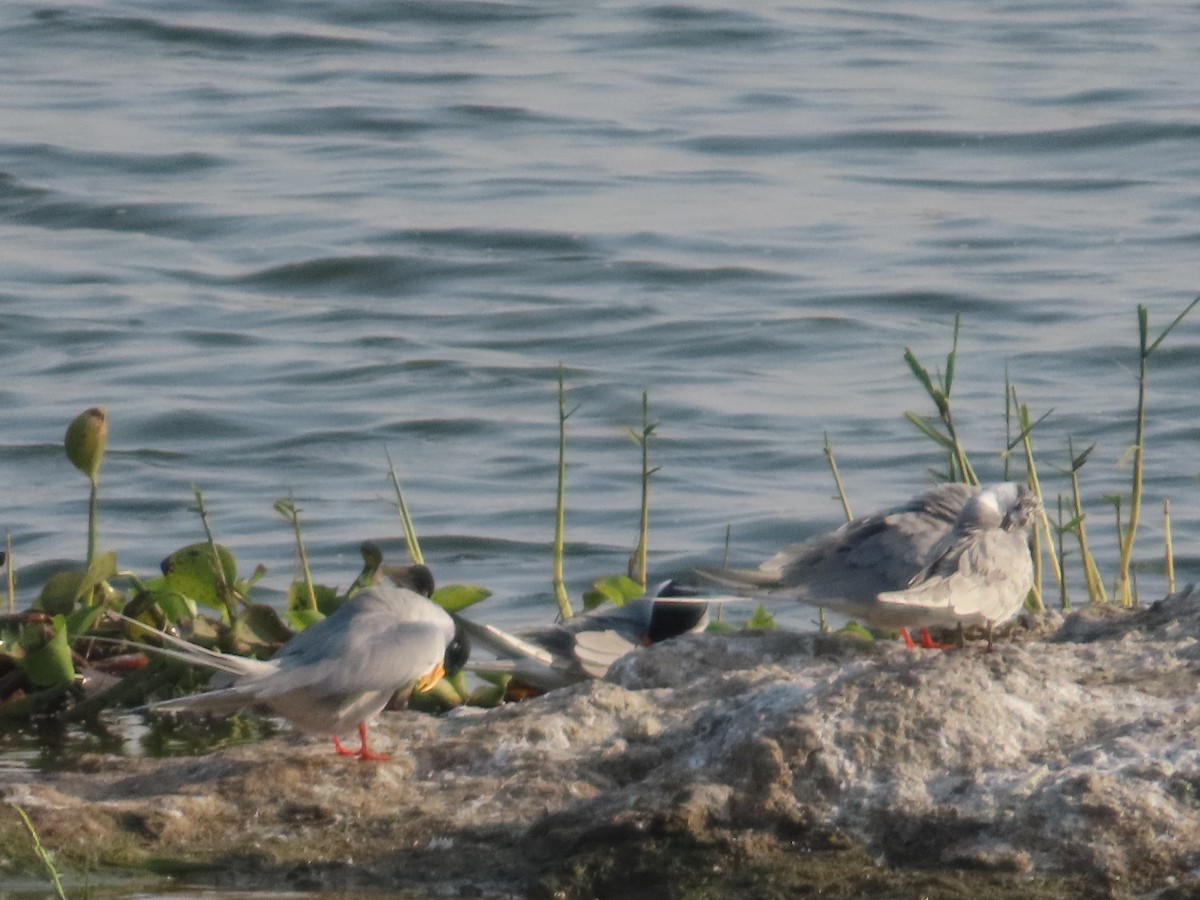 שחפית נהרות - ML647608017