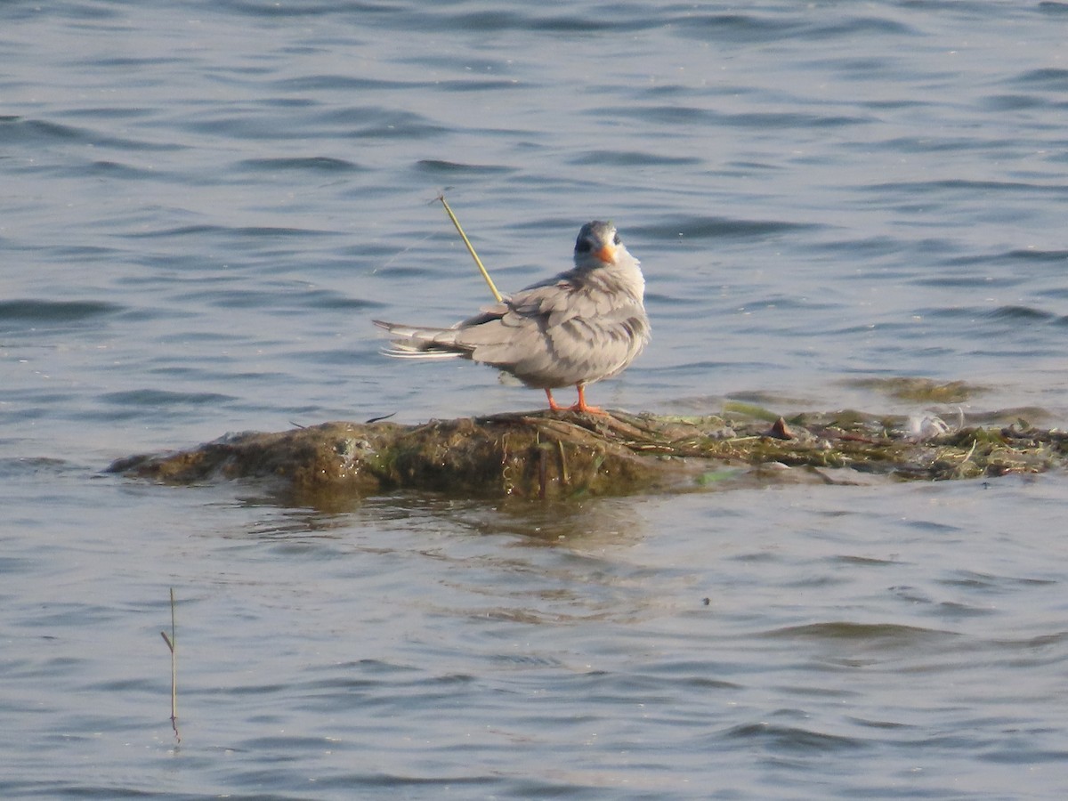 שחפית נהרות - ML647608018