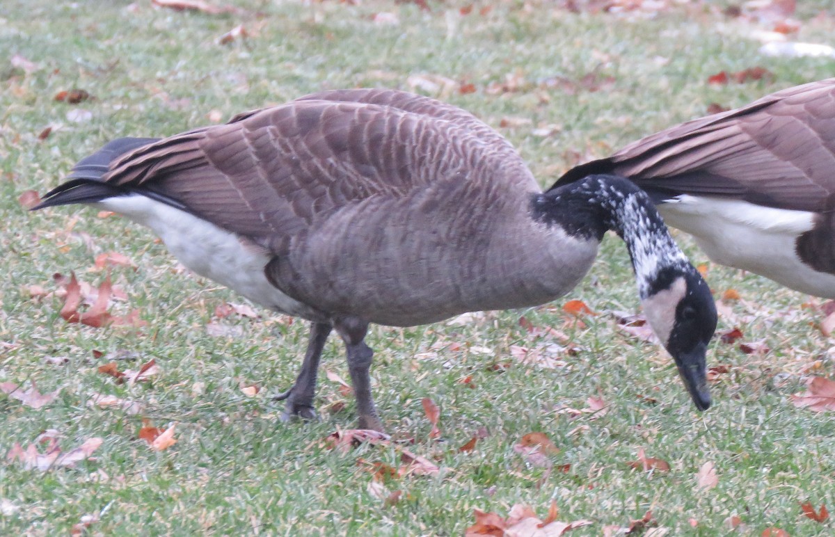 ברנטה קנדית - ML647608019