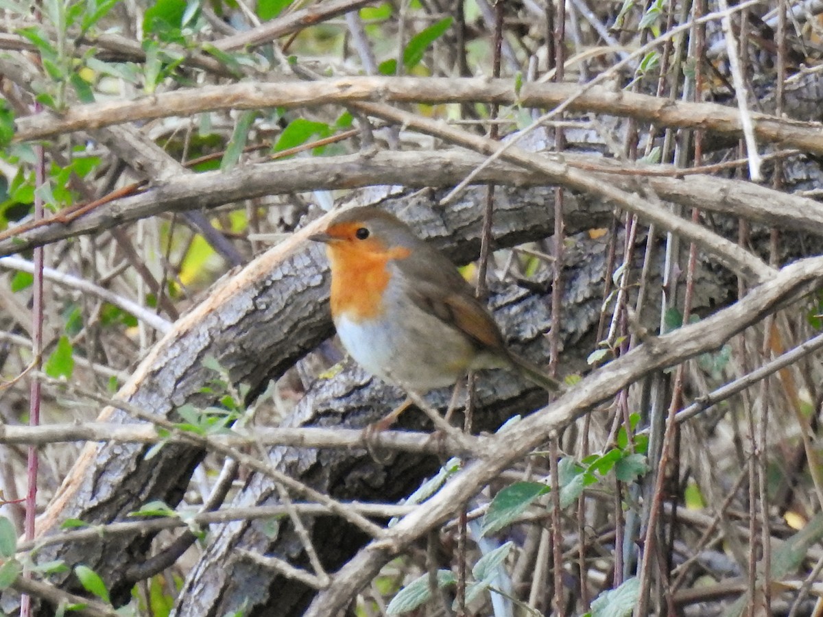 אדום חזה - ML647608020