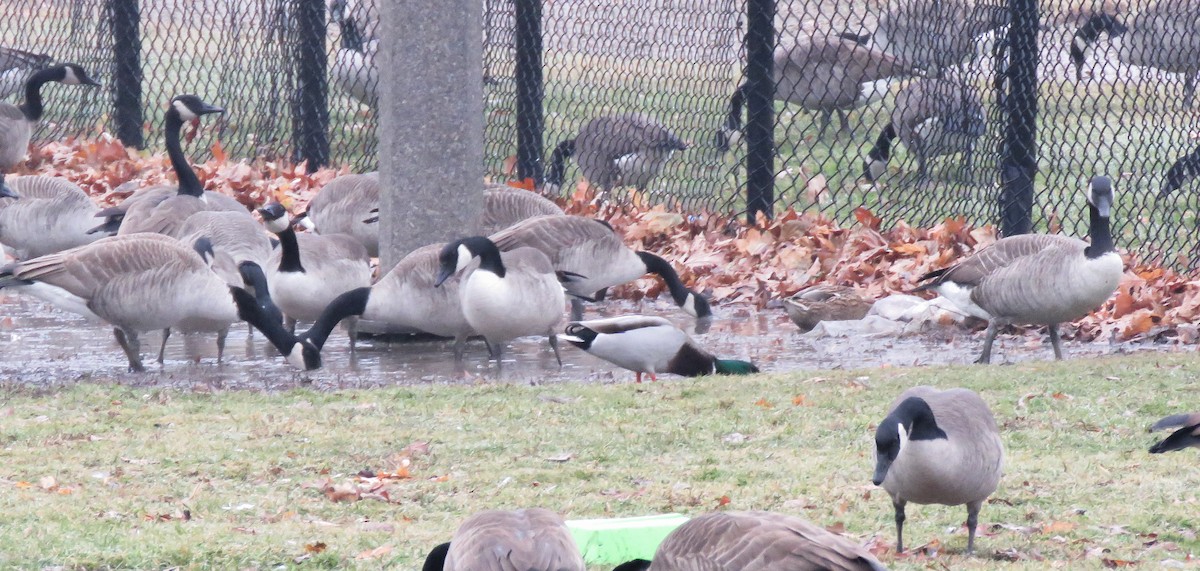 ברכיה - ML647608021
