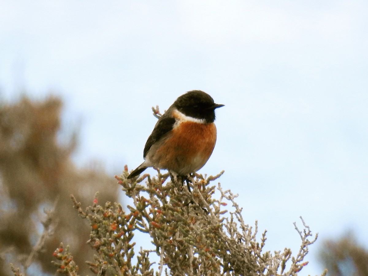 דוחל שחור-גרון - ML647608022