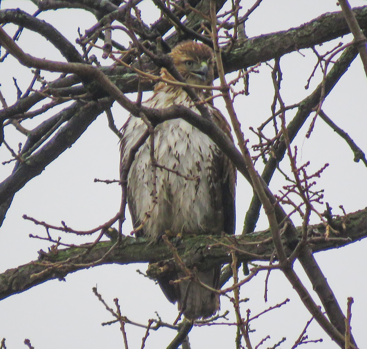 Red-tailed Hawk - ML647608023