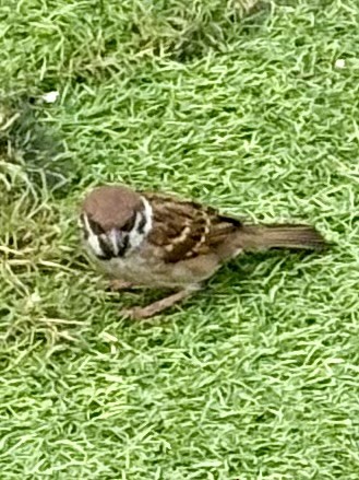 דרור הרים - ML647608026