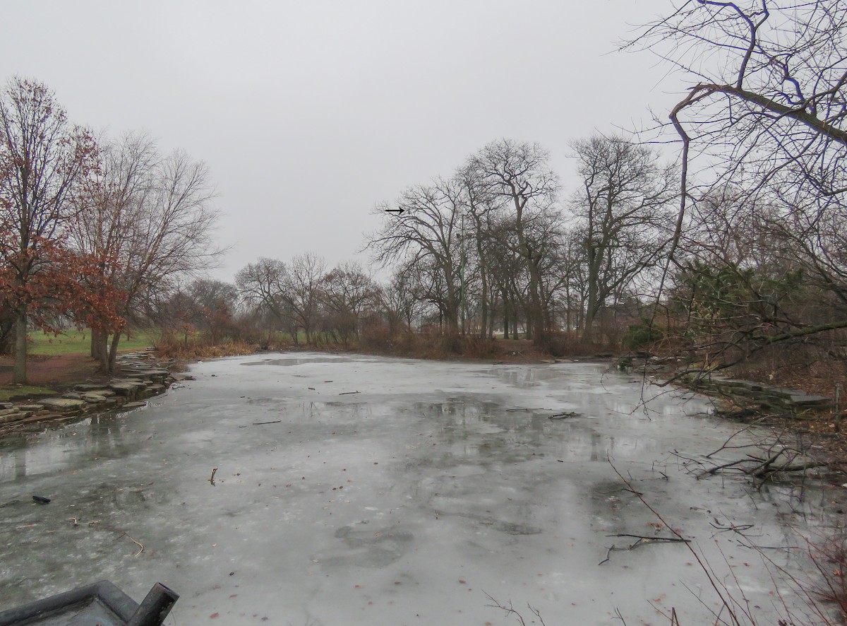 Red-tailed Hawk - ML647608027