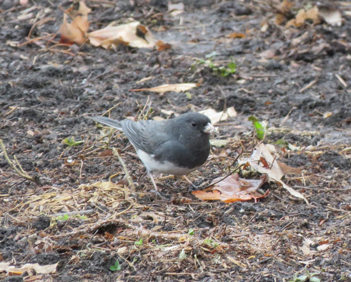 יונקו כהה-עין - ML647608029