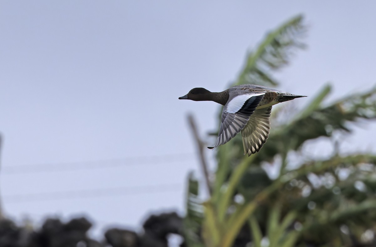 ברווז צהוב-מצח - ML647608031