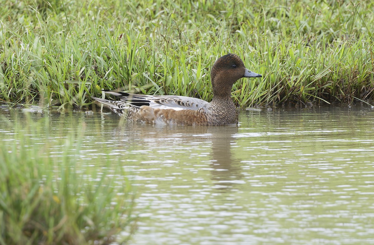 ברווז צהוב-מצח - ML647608032