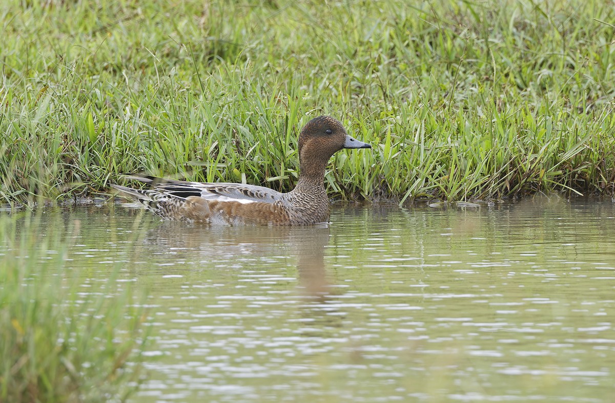 ברווז צהוב-מצח - ML647608033