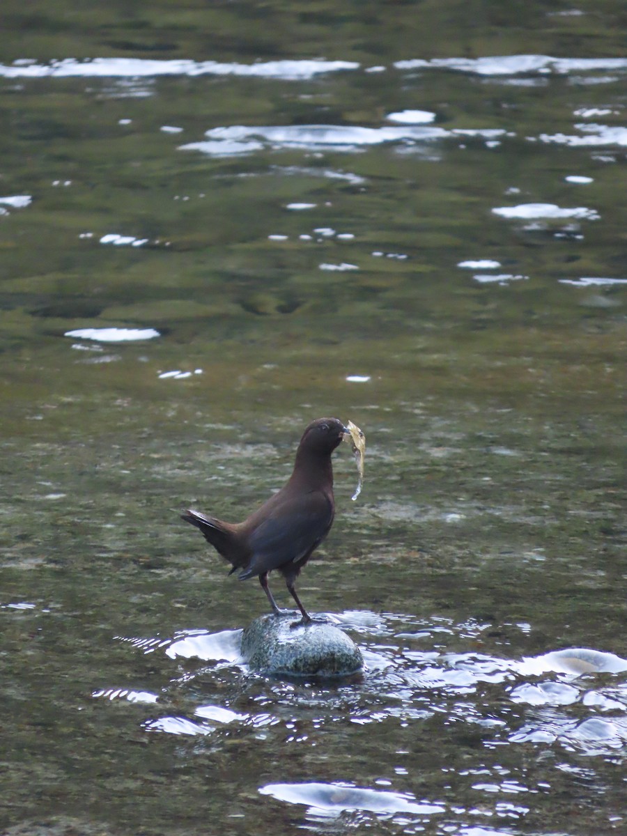 אמודאי אסייתי - ML647608034
