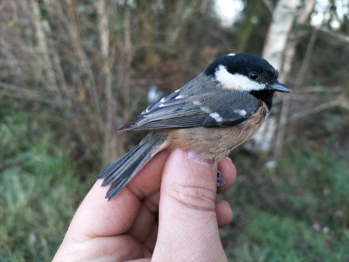 ירגזי שחור - ML647608035