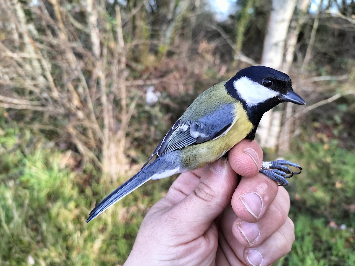 ירגזי מצוי - ML647608037