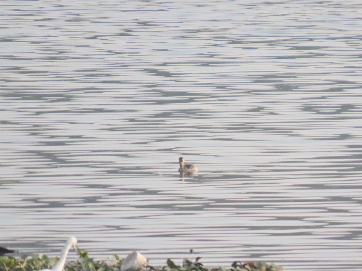 טבלן גמדי - ML647608038