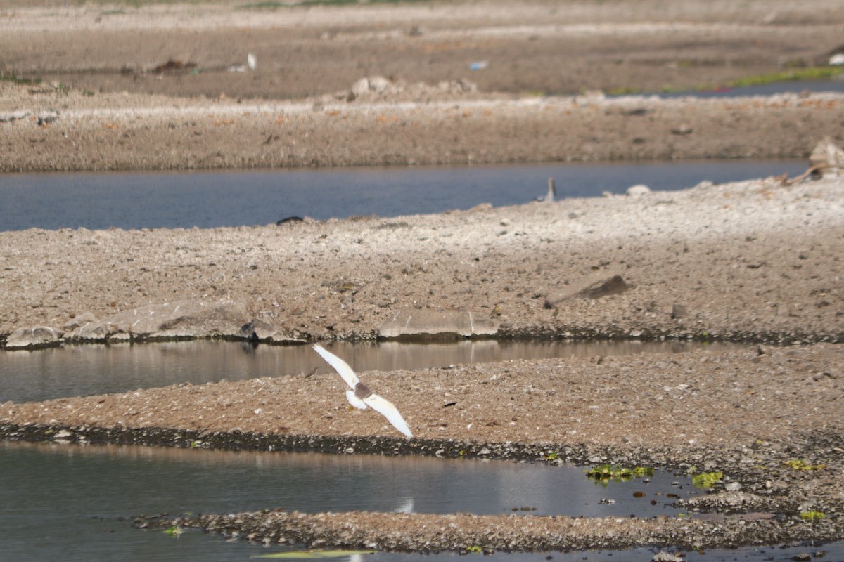 インドアカガシラサギ - ML647608082