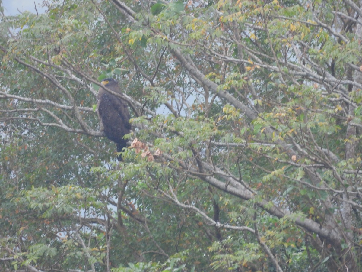 Хохлатый змееяд - ML647608094