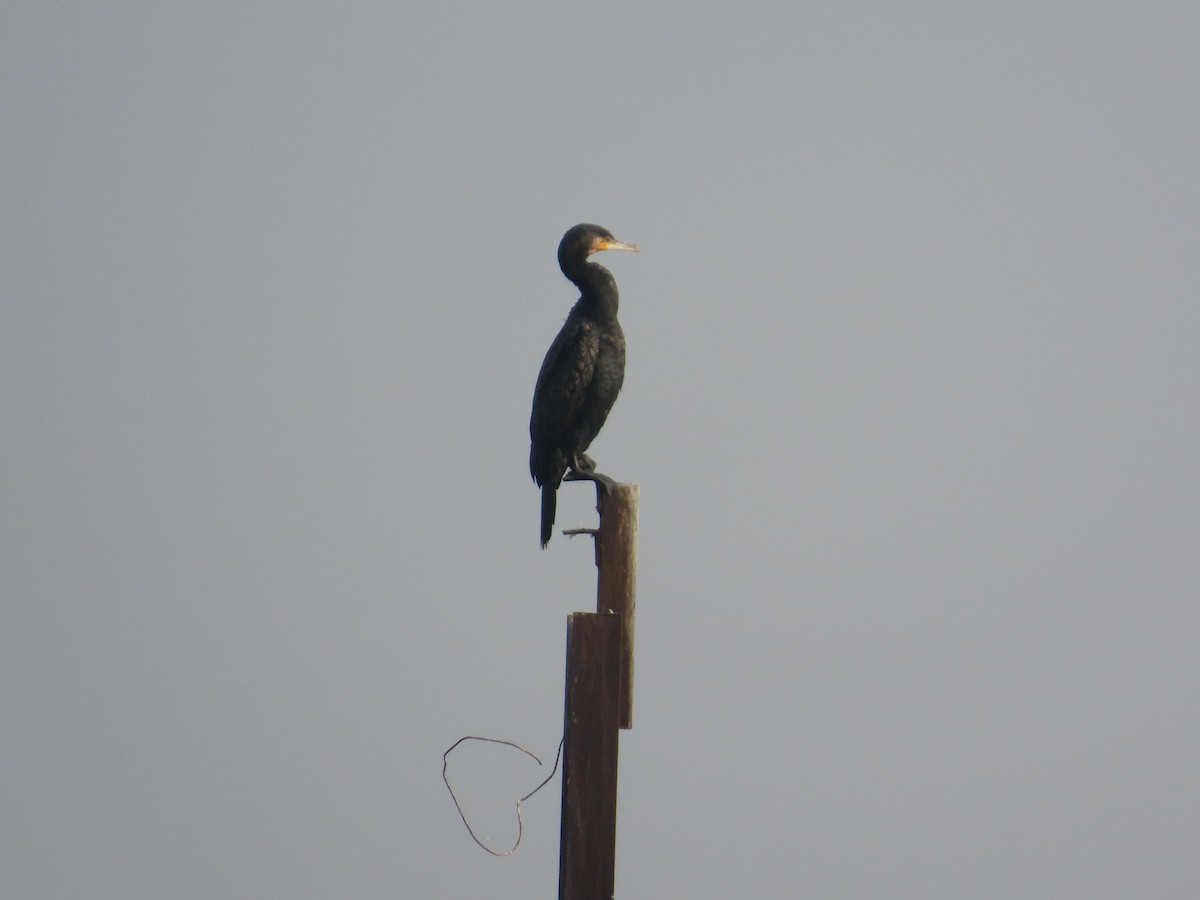 storskarv - ML647608095