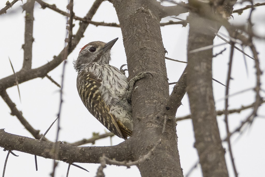 Cardinal Woodpecker - ML647608096