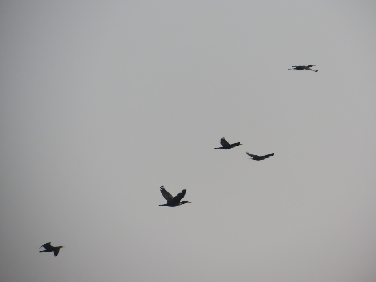 storskarv - ML647608097