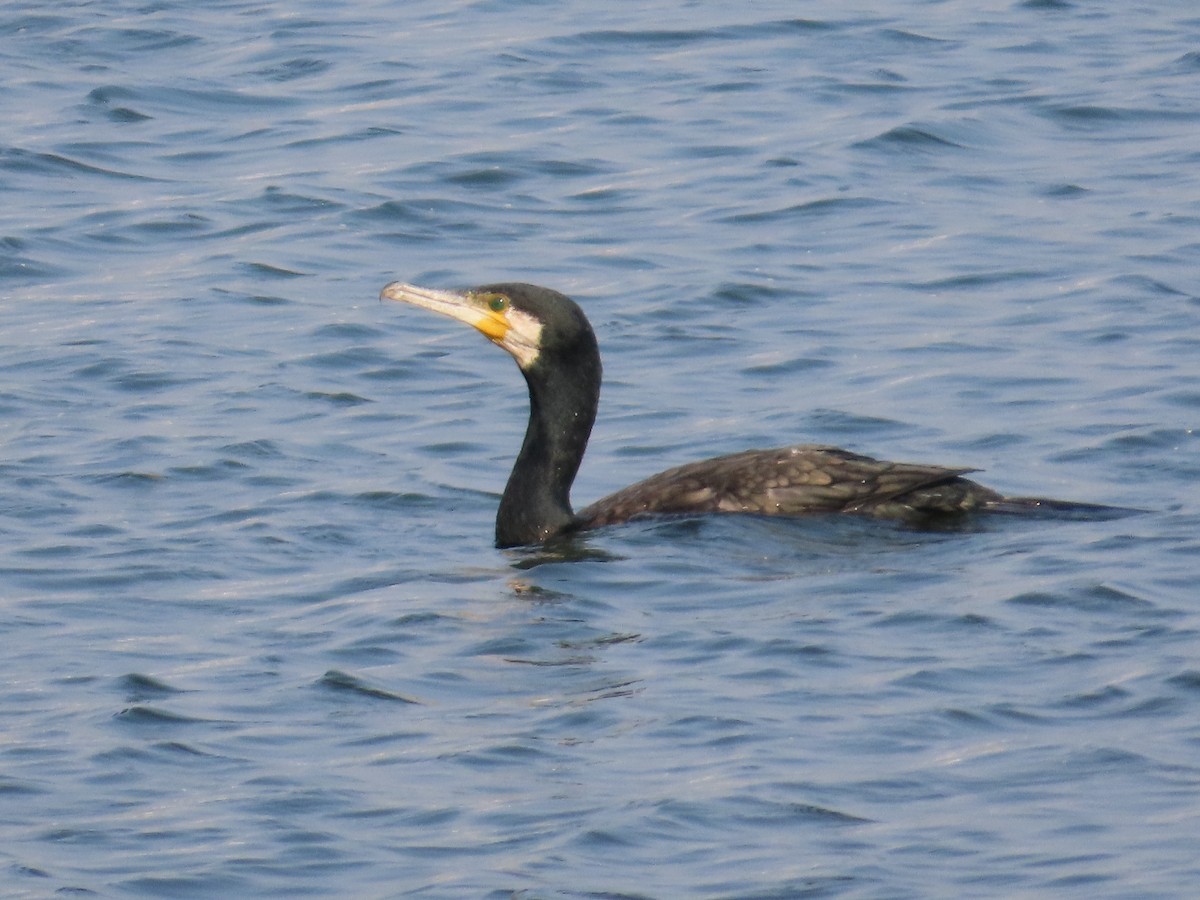 storskarv - ML647608100