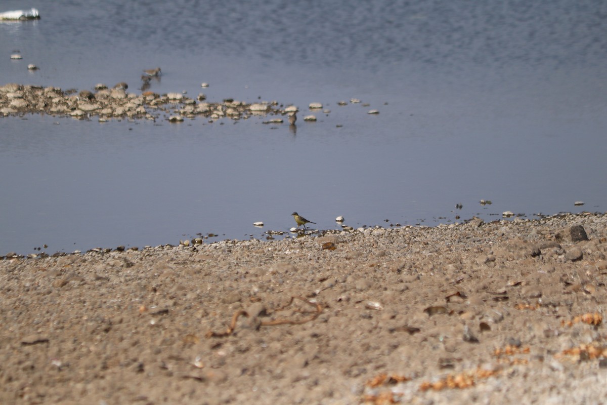 ニシツメナガセキレイ - ML647608102