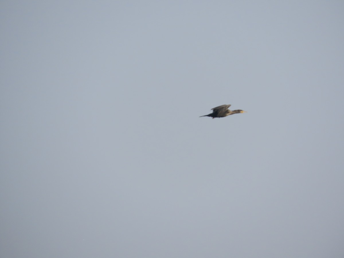 storskarv - ML647608103