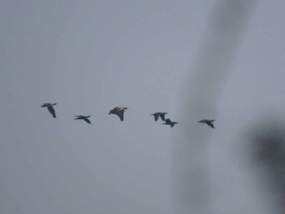 storskarv - ML647608104