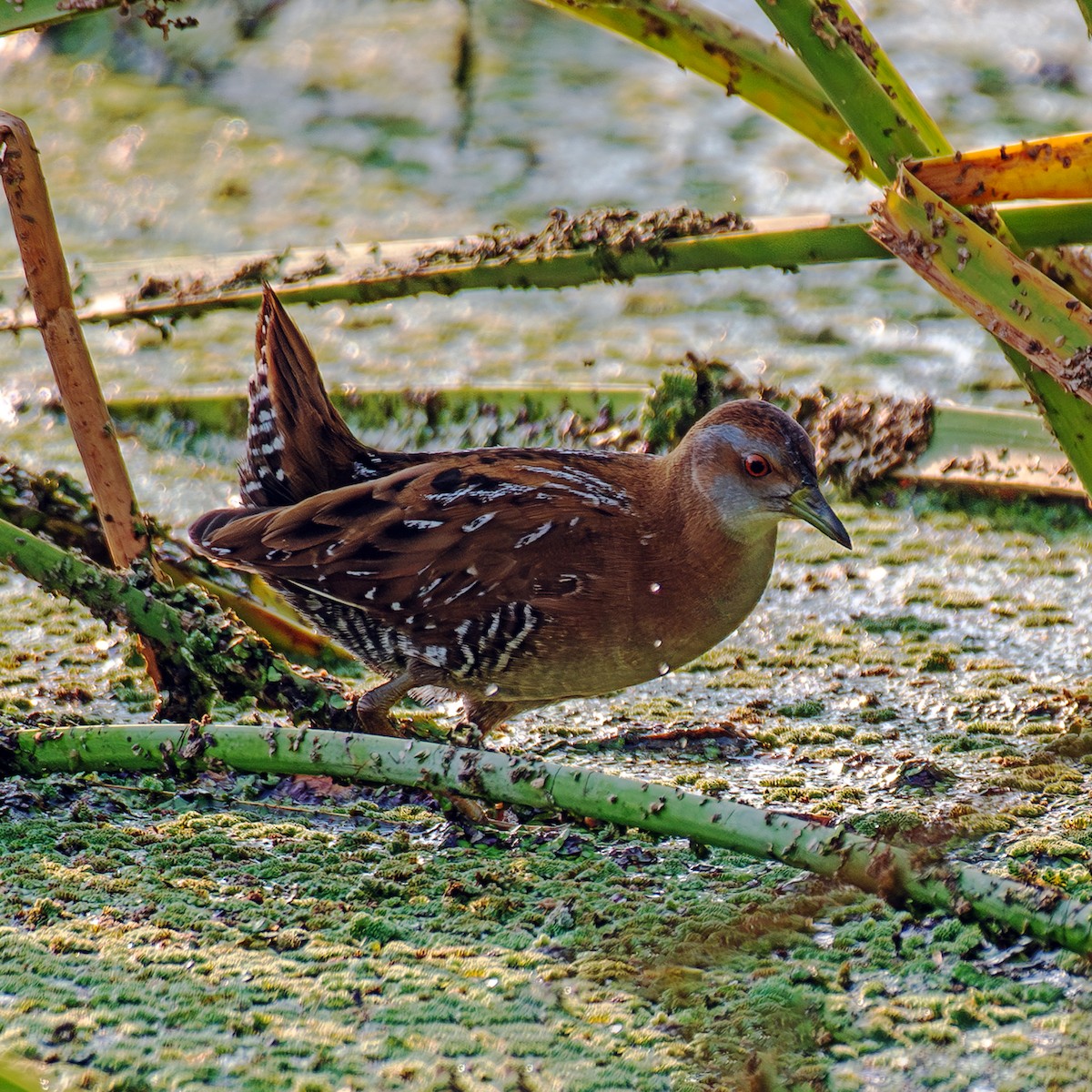 ヒメクイナ - ML647608105