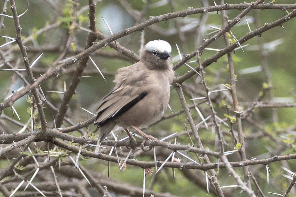 Gray-capped Social-Weaver - ML647608129