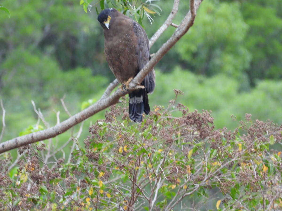 Хохлатый змееяд - ML647608132