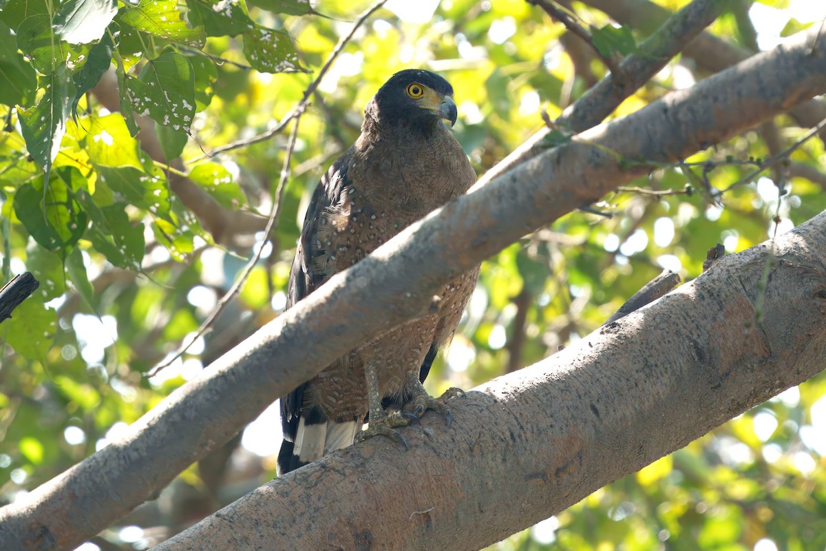 Хохлатый змееяд - ML647608147