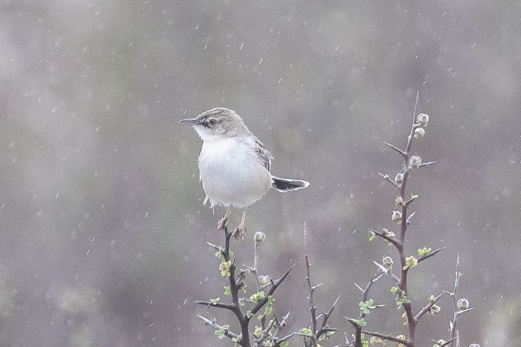 Desert Cisticola - ML647608155