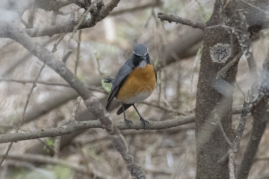 ノドジロコマドリ - ML647608170